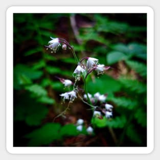 Delicate Foamflower Sticker